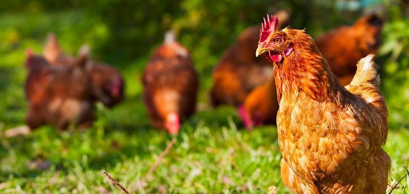 nuova-campagna-istituzionale-Probios